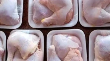 أسعار الفراخ في أسواق مطروح اليوم: الكيلو يبلغ 60 جنيهًا فقط